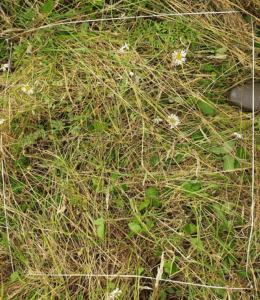 Inventaire floristique et faunistique