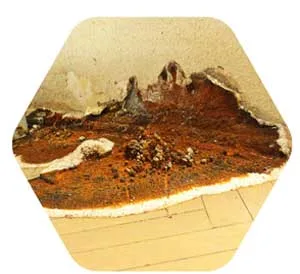 certibiocide-autres-produits-vign2