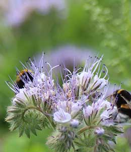 Comprendre, accueillir et préserver la biodiversité dans les jardins et les espaces verts