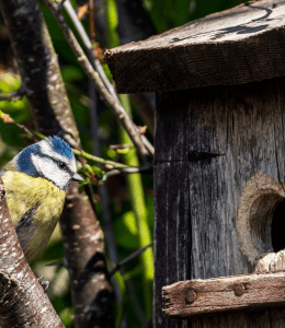 Comprendre, accueillir et préserver la biodiversité en pépinière