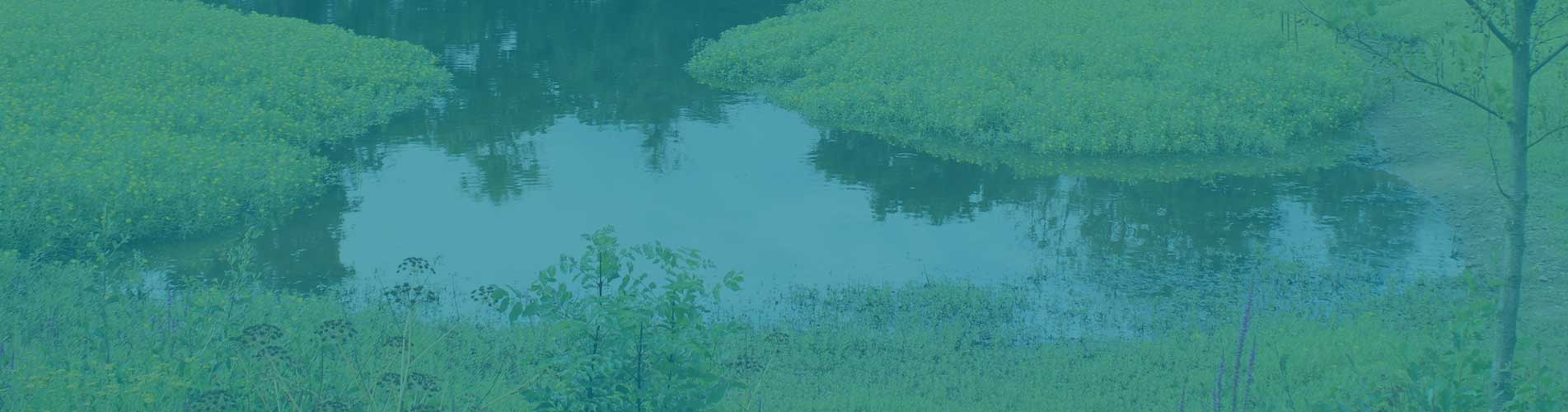 Formation sur les espèces végétales exotiques envahissantes