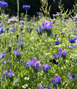 Aménager, préserver et reconquérir la biodiversité !