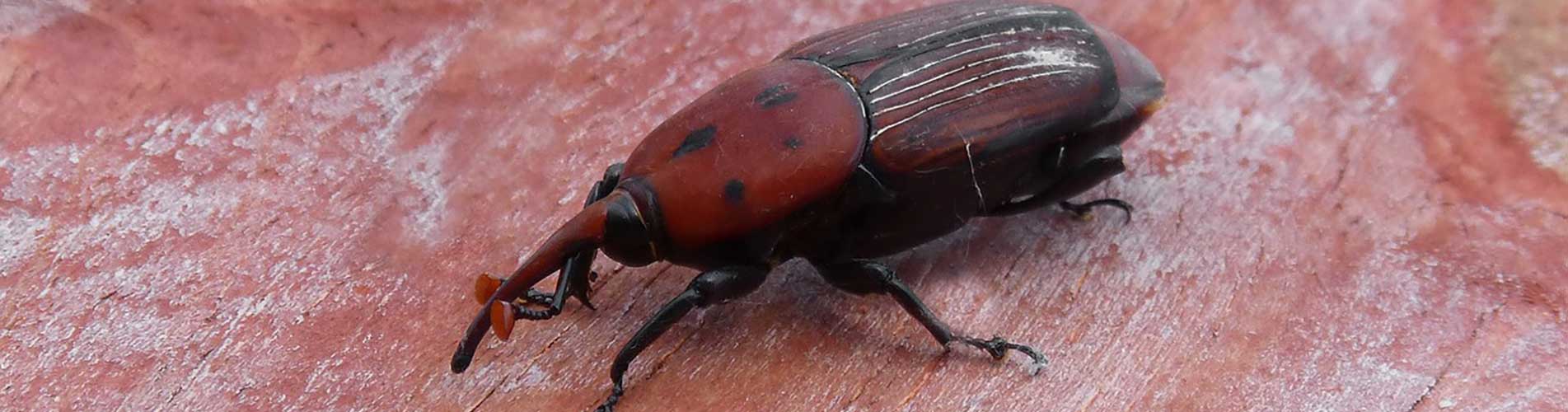 Formation sur les insectes dangereux pour la santé humaine
